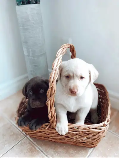 Chiots Labrador pures races , View more