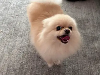 beautiful  female 1 year old teddy bear face  Pomeranian, View more
