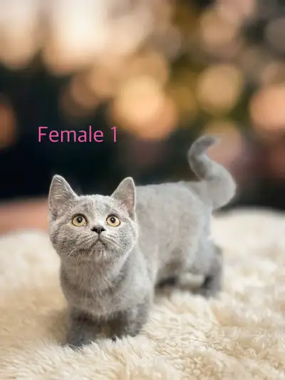Scottish kittens, View more