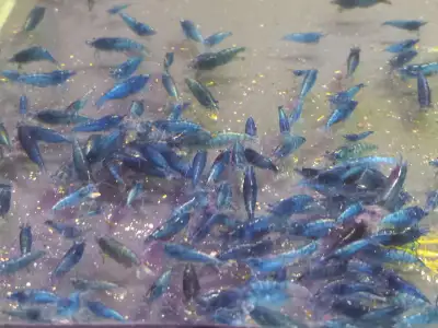Neocaridina Shrimp, Aquarium Plants, Snails: FREE Amazon, View more