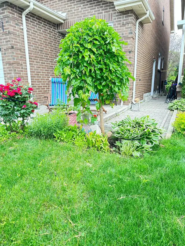 Two bedrooms basement appartment for rent in Long Term Rentals in Markham / York Region - Image 9