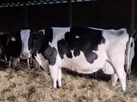 NURSE COW FOR SALE