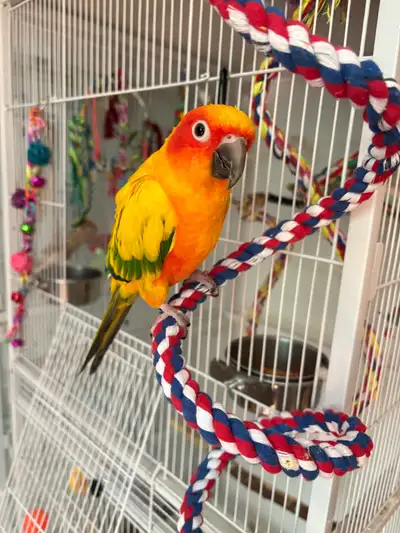 conure soleil , View more