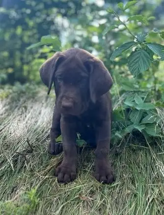 Magnifique labrador brun pure race née le 9 mai. - Examen complet fait par un vétérinaire. Ils sont...