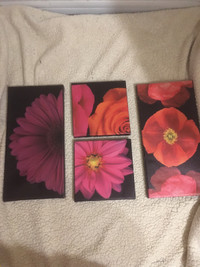 Pictures of flowers 