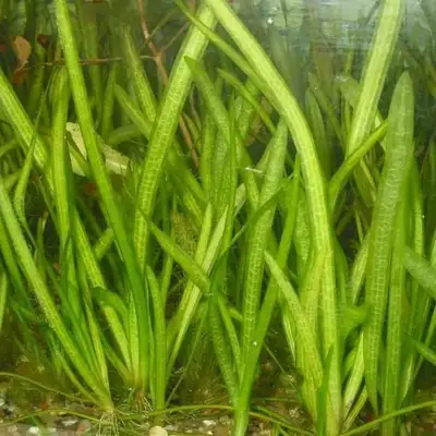 Aquarium plants- Jungle Val Vallisneria. Jungle Val.., View more