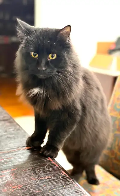 Sweet 2-Year-Old Neutered Male Cat Looking for His Forever Home, View more