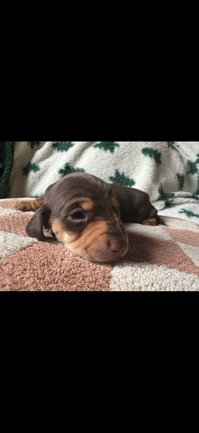 Miniature dachshund puppies, View more