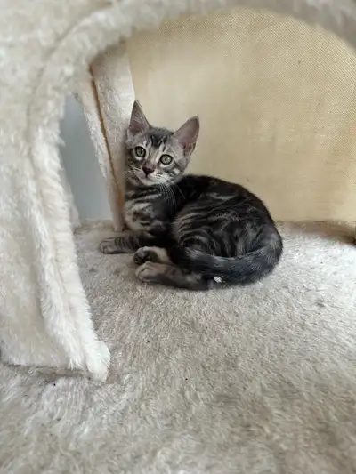 Top-Tier TICA Registered Blue Bengal – Rare Male Available Now, View more