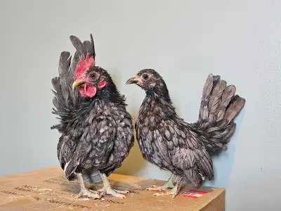 Blue pair of Serama aka Miniature Chickens , View more
