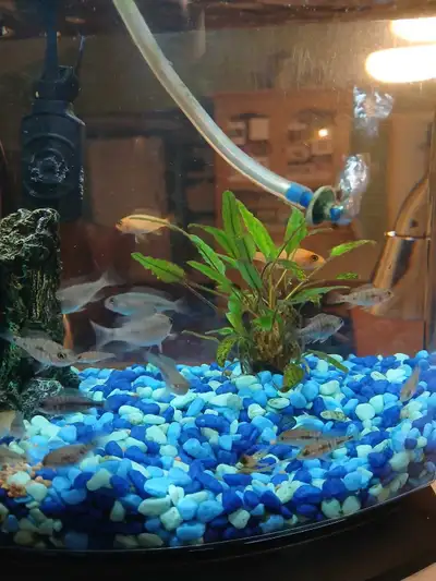 Cichlid Frys, View more
