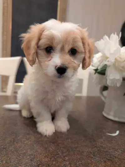 Adorable Cavachon Pups! Ready for their new homes! Cavachon is a Cavalier and Bichon Approximately 1...