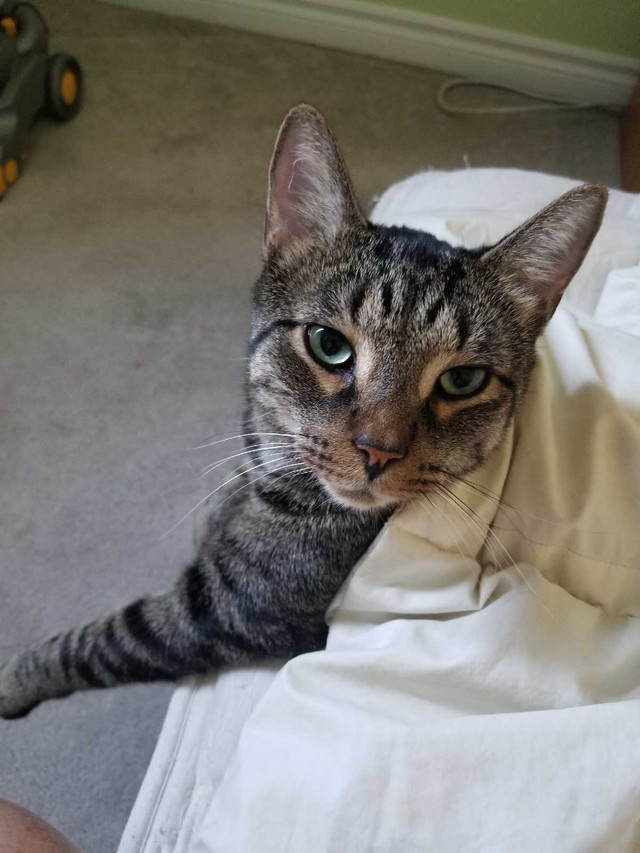 Lost female tabby in Lost & Found in Kitchener / Waterloo