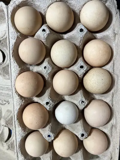 Guinea Hatching Eggs, View more