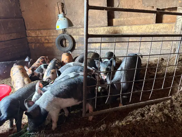 bacon seeds in Livestock in Red Deer - Image 2