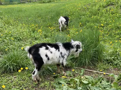 For your does breeding service, not for sale. August, registered blue eyes 14 month old. Super activ...