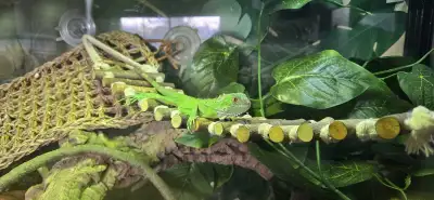 Baby Green Iguana , View more