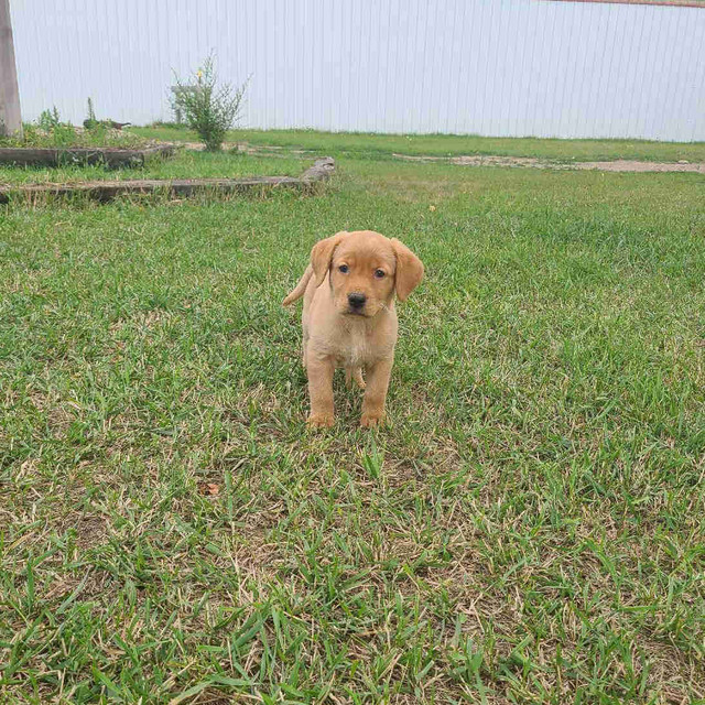 Awesome Family Puppies! in Dogs & Puppies for Rehoming in Brandon