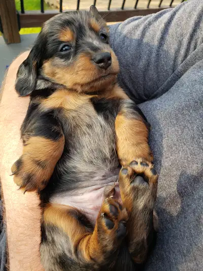 Quality miniature Dachshund puppies, View more