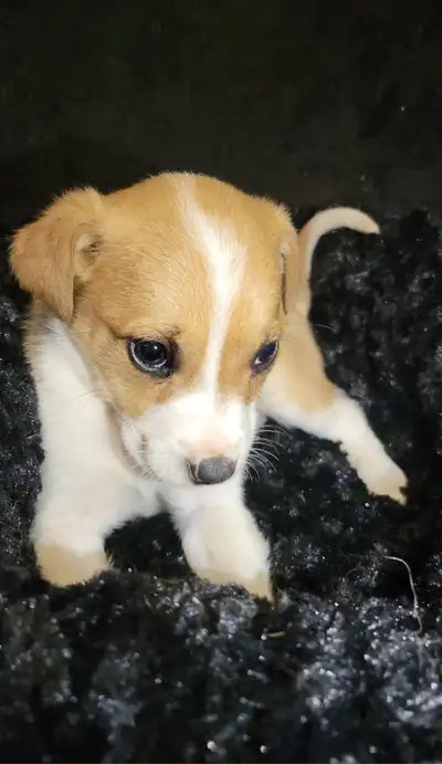 We are looking to find homes for our last female They will be on the smaller side are very quiet lov...