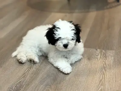 [SOLD] Shih-Poo Puppy, View more