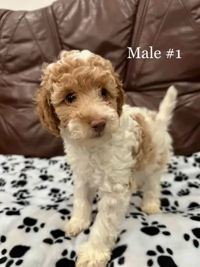 **2 LEFT** Sweetheart Miniature Poodle Puppies, View more