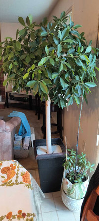 35 year old Ficus Tree