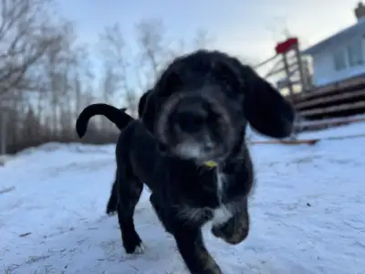 Tricolor Bernedoodle cross puppy, View more