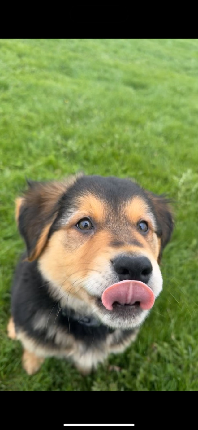 Golden Retriever x German Shepherd Puppy in Dogs & Puppies for Rehoming in Mississauga / Peel Region - Image 2