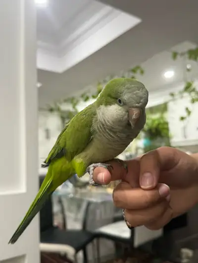 10 Month Old Friendly Talking Quaker with Cage, View more