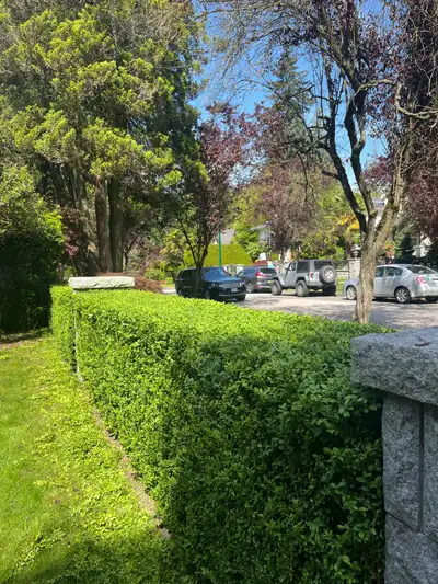 Professional Garden Cleanup, Hedge Trimming, View more