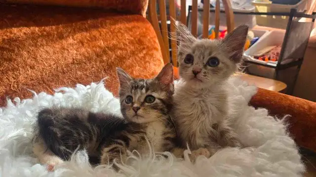 Siberian X Ragdoll Kittens