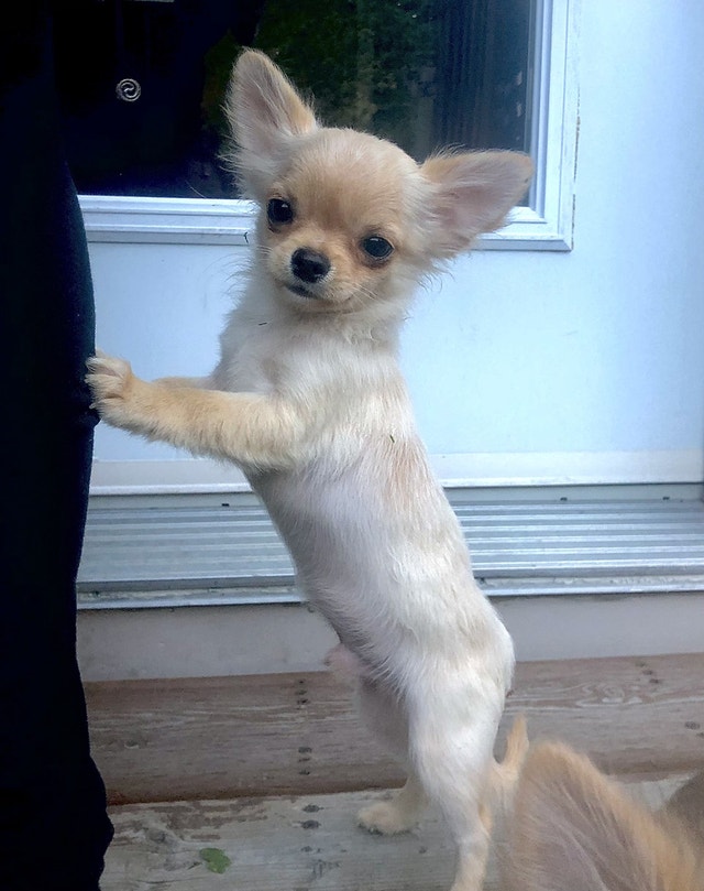 Long haired chihuahuas Updated 30 Nov Dogs & Puppies for Rehoming Ottawa Kijiji