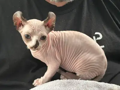 Chaton Sphynx Elfe, View more