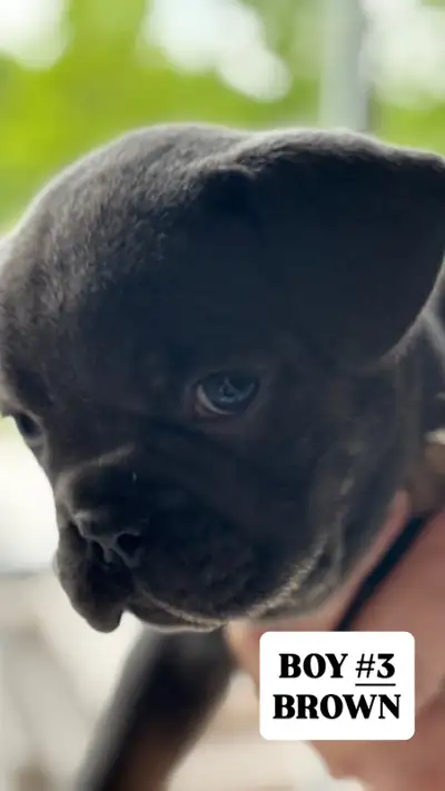 We accept deposit for our puppies ready for rehoming on June 21 st.
