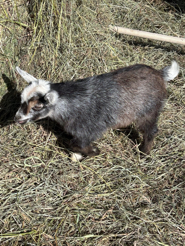 Nigerian Dwarf goats for rehoming  in Livestock in Calgary - Image 2