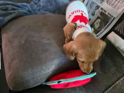 I have 2 dachshund pups for sale. I have one male and one female. They were born on the 24th of Apri...