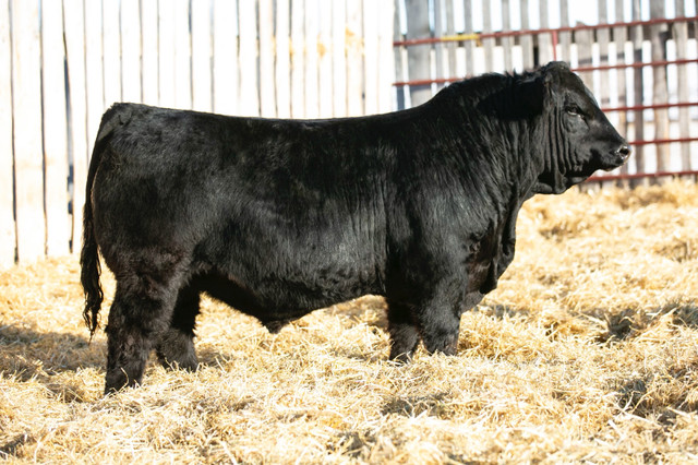Bulls for sale (Private treaty) in Other Business & Industrial in Swift Current - Image 2