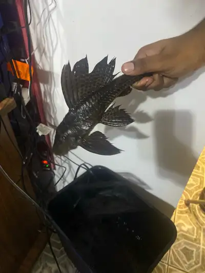 pleco fish for sale need gone asap, View more