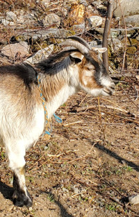 Chevre Adoptez Ou Relogez Des Animaux De Ferme Dans Quebec Petites Annonces De Kijiji