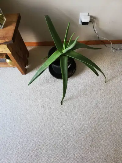 ONE HEALTHY ONE Organic supper Large '' ALOE  VERA '' Plants FOR, View more