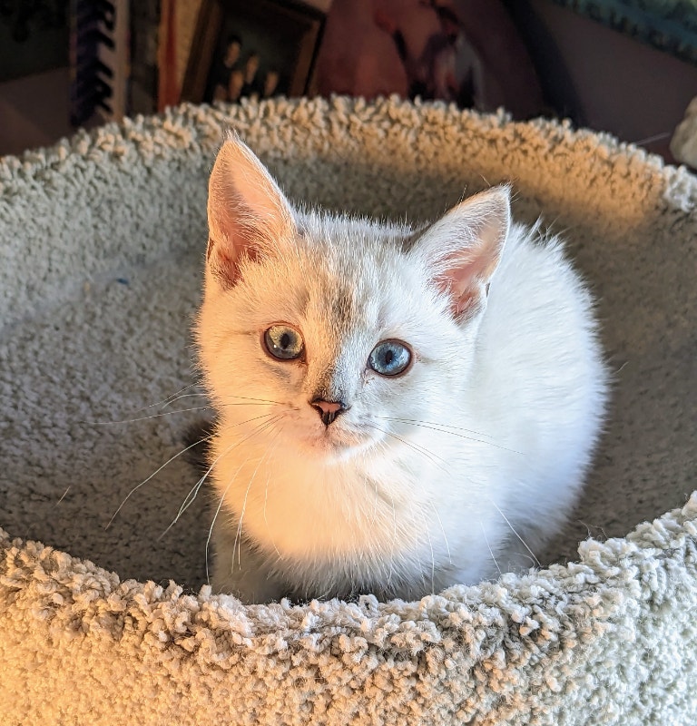 Munchkin Kittens! Cats & Kittens for Rehoming Kelowna Kijiji