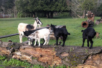 Herd Reduction Sale - San Clemente Island Goats