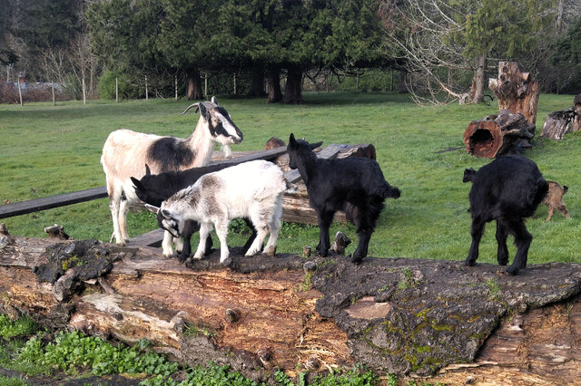 Herd Reduction Sale - San Clemente Island Goats in Livestock in Nanaimo