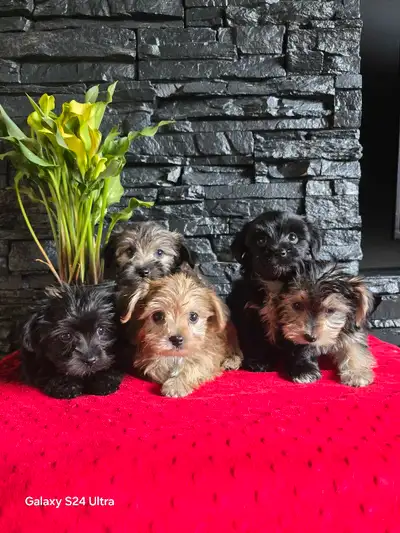 Adorables Morkie Miniatures (Yorkshire mix Bichon Maltais) Offrez-vous un compagnon affectueux et pa...