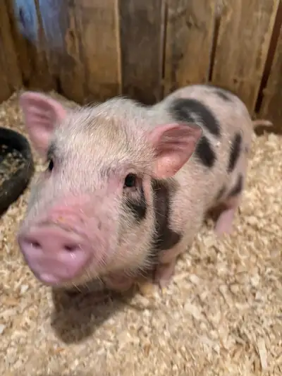 Pot Belly Piglets Ready To Go!, View more
