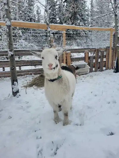 nigerian cashmere, View more