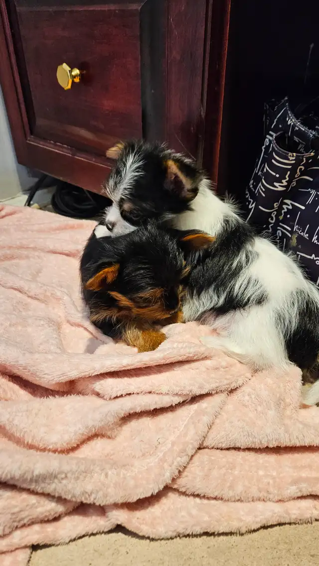 MALE YORKIE PUPPY in Dogs & Puppies for Rehoming in Belleville - Image 9