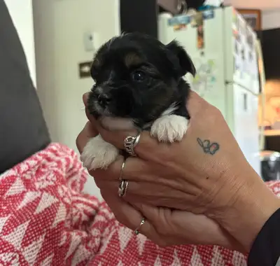 chiots yorkshire biewer, View more