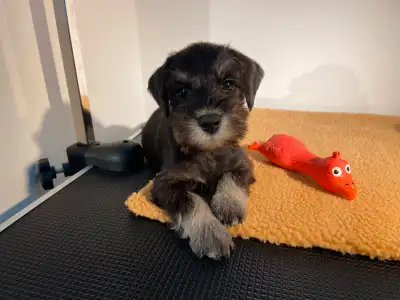 Purebred Miniature Schnauzer Puppies, View more